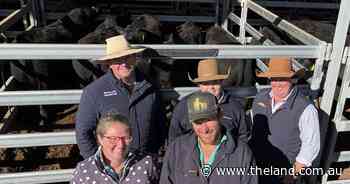 Beyond the ribbon: why good genomic data is the new prize in beef trials