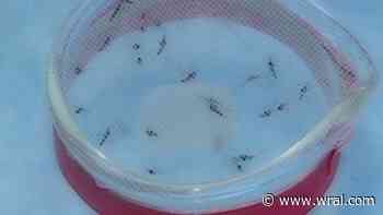 Recent rain could bring increase in mosquito population