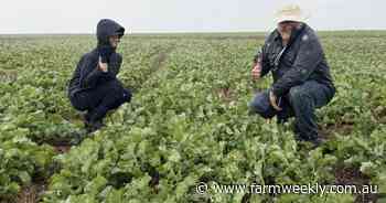 New high-yield canola varieties, new traits and lots of trials underway
