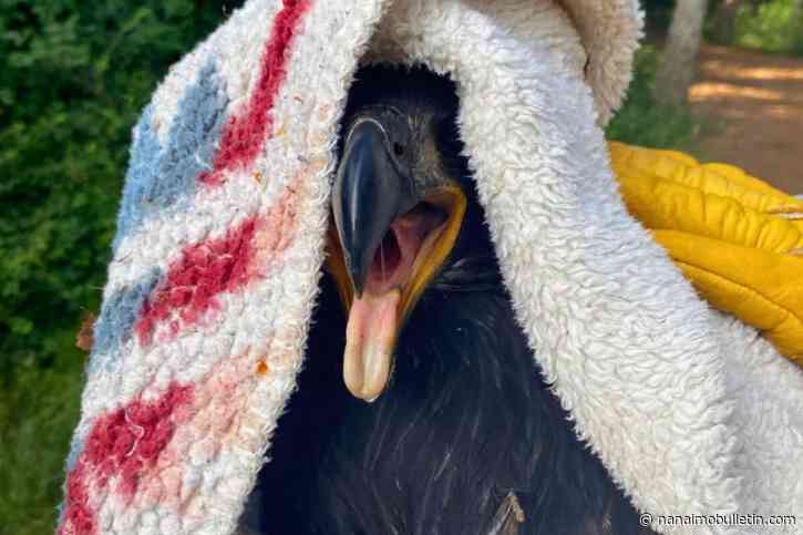 PHOTOS: Eagle chick returns to its Victoria nest after BC SPCA checkup