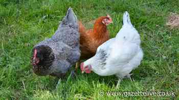 20,000 chickens could be housed in new building at North Yorkshire poultry farm