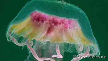 Why are there so many jellyfish on Devon's beaches?