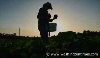 Specialty farmers adapt harvests, protect crops in face of extreme heat