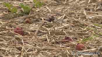 Saskatoon-area farm reeling after hailstorm wipes out strawberry crops