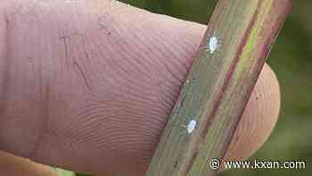 Pasture mealybug is raising concerns for Texas livestock producers