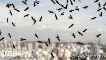 Have you heard of Flying Ant Day?
