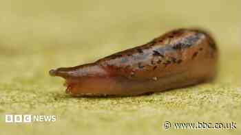 Slug sleuths on the trail of gorging gastropods