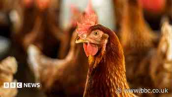 Plans for new building to house 20,000 chickens