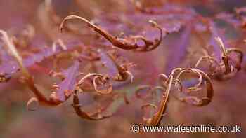 Stop Japanese maple leaves scorching in summer with 3 easy steps
