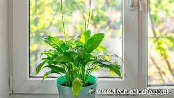 Peace lilies 'bloom for years' with this simple fertiliser trick