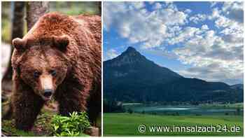 Bären-Sichtung in Thiersee: Spurensuche nahe der Region – welche Richtung er eingeschlagen hat
