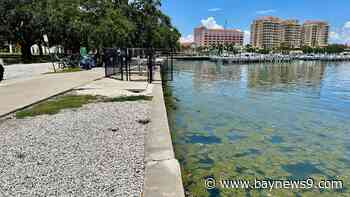 St. Pete city council will vote on temporary dock for Tampa Bay Ferry