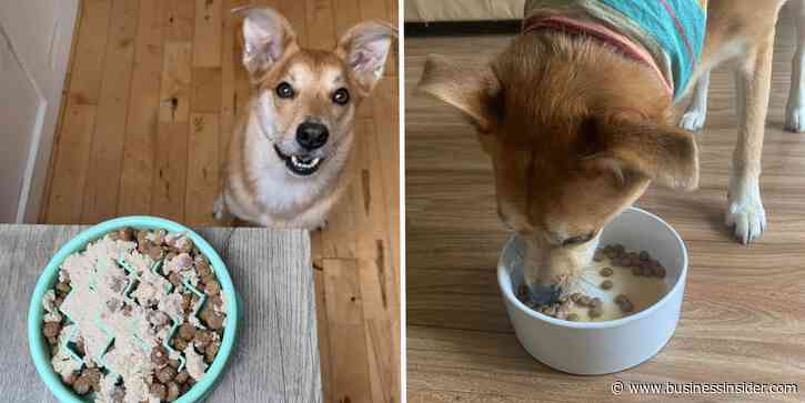 Best dog food toppers for picky eaters