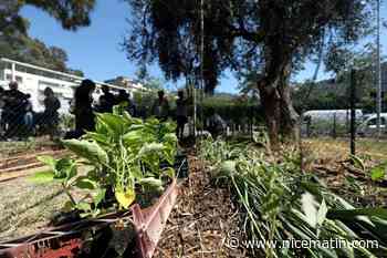 Du squat au potager : une parcelle délaissée a été transformée en jardin partagé dans ce quartier populaire de Nice