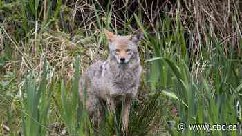 Spike in Vancouver coyote aggression due to human habituation, study finds