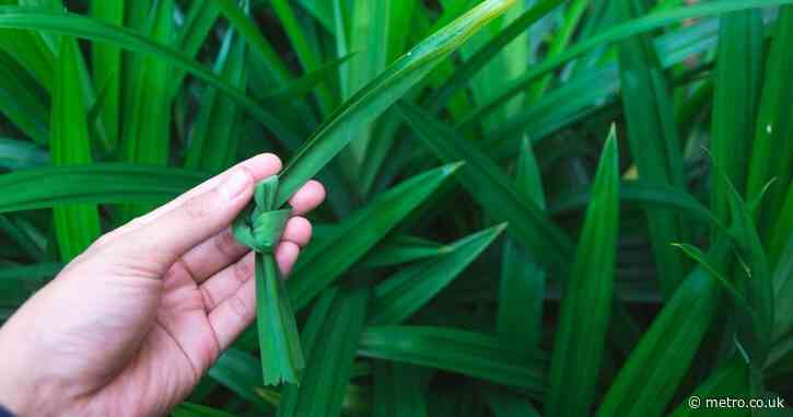 Move over matcha, the ‘vanilla of Southeast Asia’ is about to have its moment