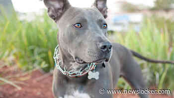 Drama in Duitsland: meisje (4) doodgebeten door pitbull