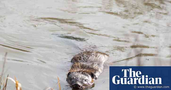 ‘It makes your heart sing’: can a pioneering project show that rewilding really works?