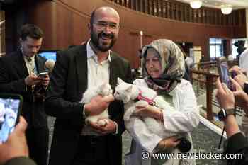 Katten van Ankara stelen de show tijdens NAVO-top
