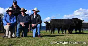 Booragul achieves 100pc clearance as buyers chase maternal, docility traits