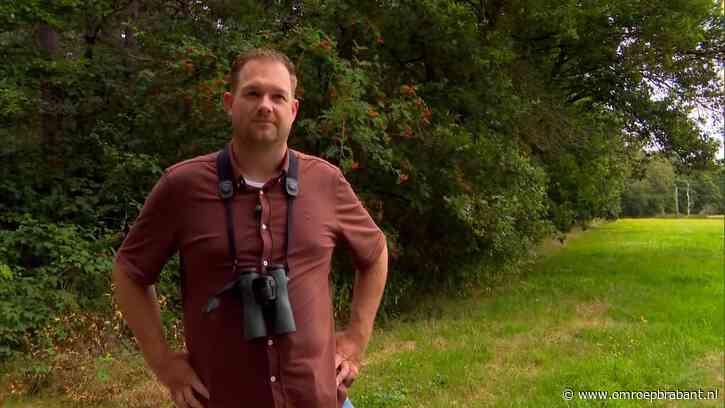 Enorme impact op natuur door hoogspanningslijn: ‘Maar het biedt ook kansen’