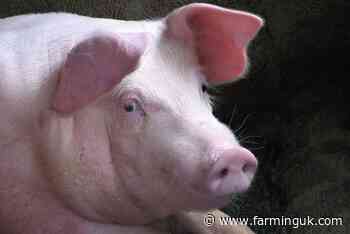 Foodservice firms urged to back British pork as pig prices fall