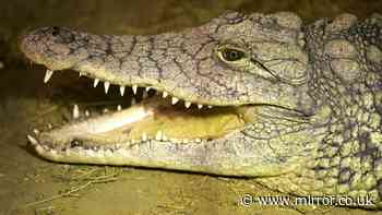 Family of boy, 3, 'thrown into crocodile pit at zoo' reveals he faces MONTHS of recovery after six surgeries