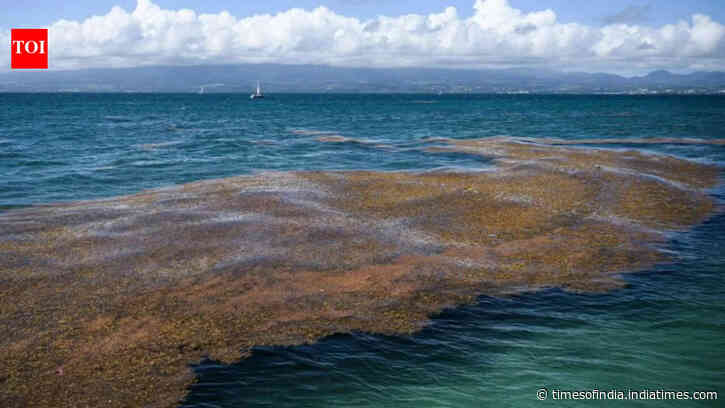 Space images have found a 5,000-mile seaweed belt across the Atlantic: Scientists say it can clog beaches and create public health problems