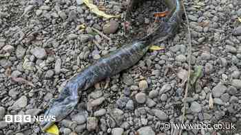 Man shocked as eel 'falls from sky'