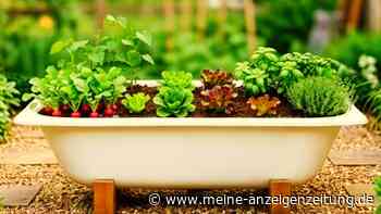 Alte Badewanne im Garten – so wird daraus ein hübsches Hochbeet