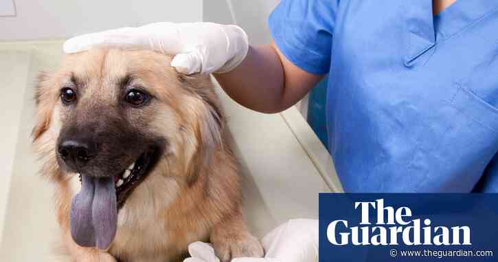 Pet prescriptions could be capped at £21 under proposed vet sector reforms