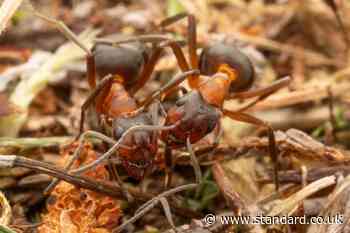 Ant queen and colony found living on King’s Balmoral estate