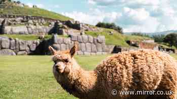 Llama vs alpaca: Key differences between the two animals explained