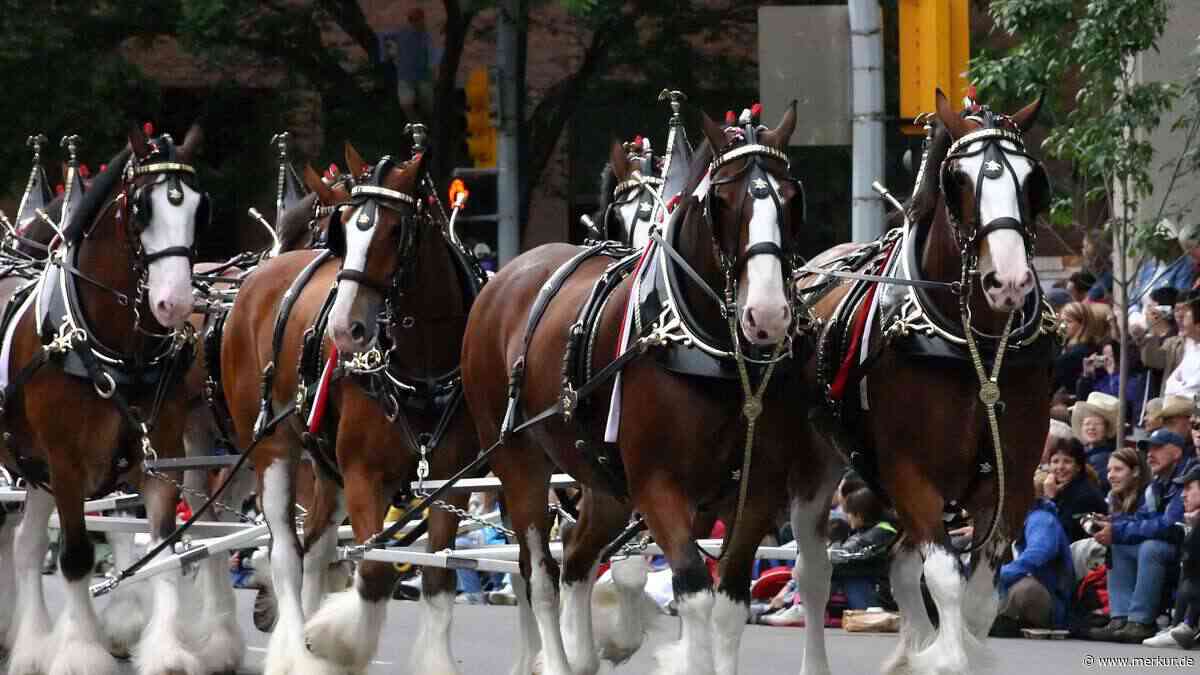Imposante Kaltblut-Pferde im Rasseporträt: die Clydesdales