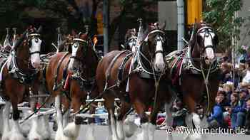 Imposante Kaltblut-Pferde im Rasseporträt: die Clydesdales