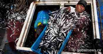 Why an anchovy shortage will make your next slab of salmon more expensive