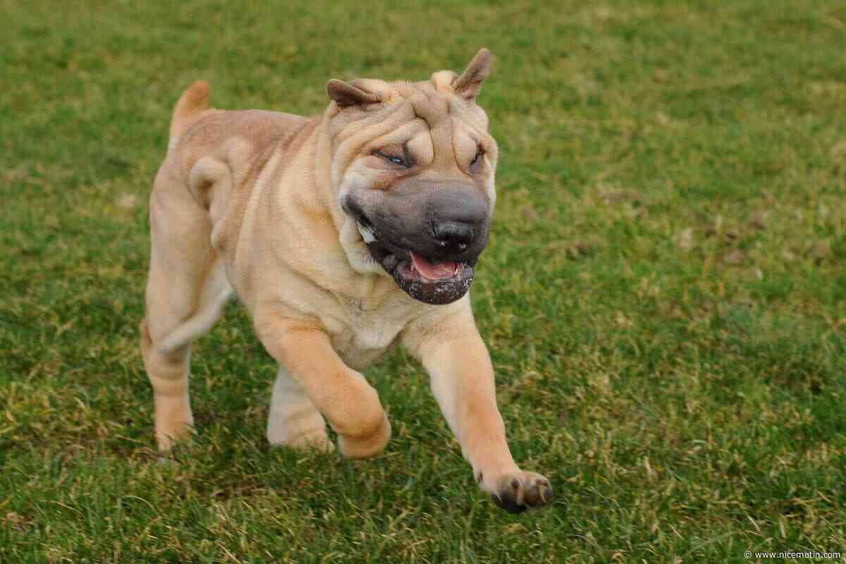« La peau de ses testicules est restée collée au bitume » : elle a dû amener son chien en urgence chez le vétérinaire après quelques minutes en terrasse