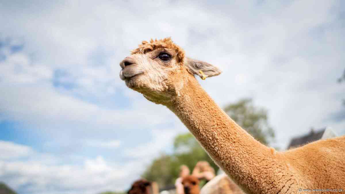 Llama vs alpaca: the key differences between the animals explained