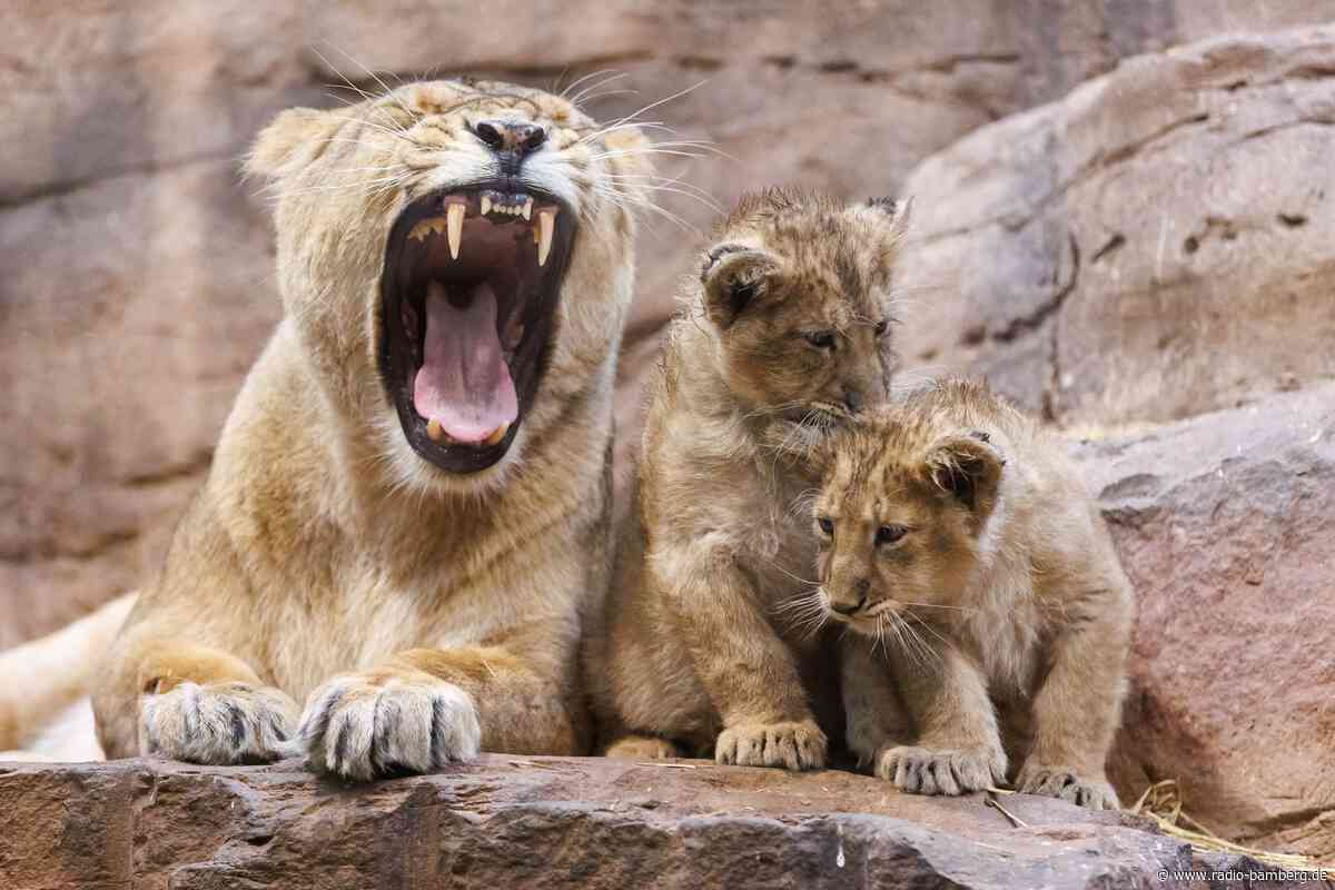 Schwer verletztes Löwenjunges nach Biss eingeschläfert