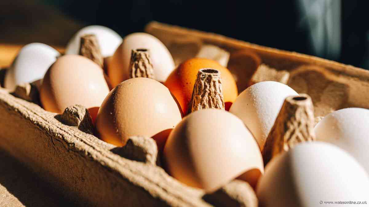 The real difference between white and brown eggs explained