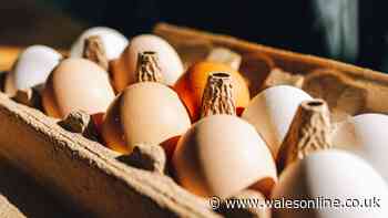 The real difference between white and brown eggs explained
