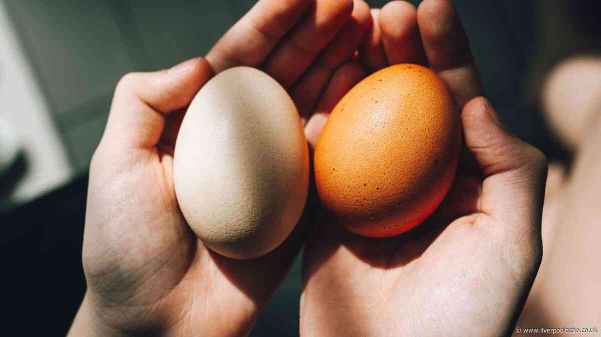 Difference between white and brown eggs explained — quality and nutrition