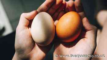 Difference between white and brown eggs explained — quality and nutrition