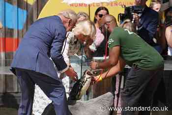 King gives ‘very well behaved’ penguin a health check at London Zoo