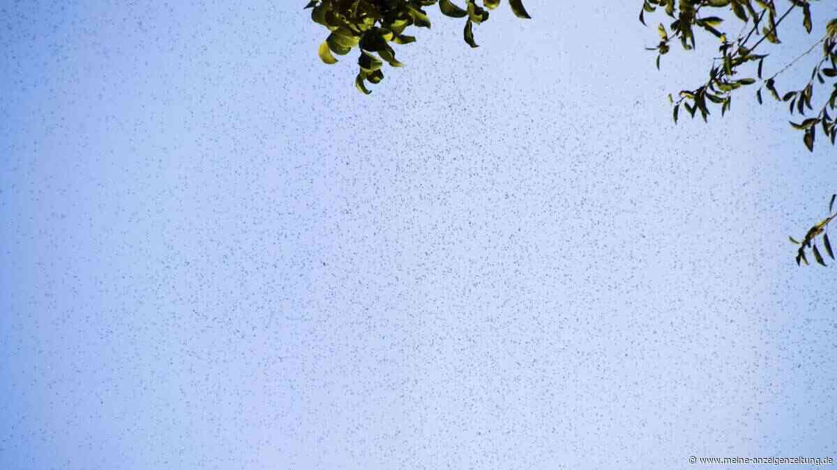 Fliegende Ameisen täuschen Wetterradar: Met Office verwechselt riesige Schwärme mit Nieselregen