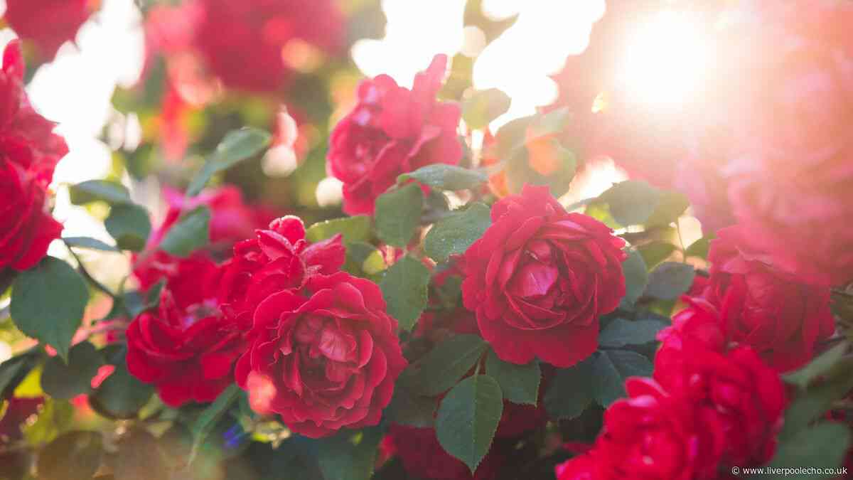 Best way to keep roses blooming all summer is just one natural ingredient