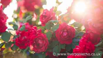Best way to keep roses blooming all summer is just one natural ingredient