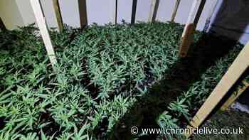 Police raid uncovers nearly £1.5m worth of cannabis inside Sunderland property