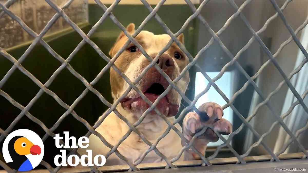 Everyone Gave Up On This Pit Bull Until One Man Said Yes | The Dodo