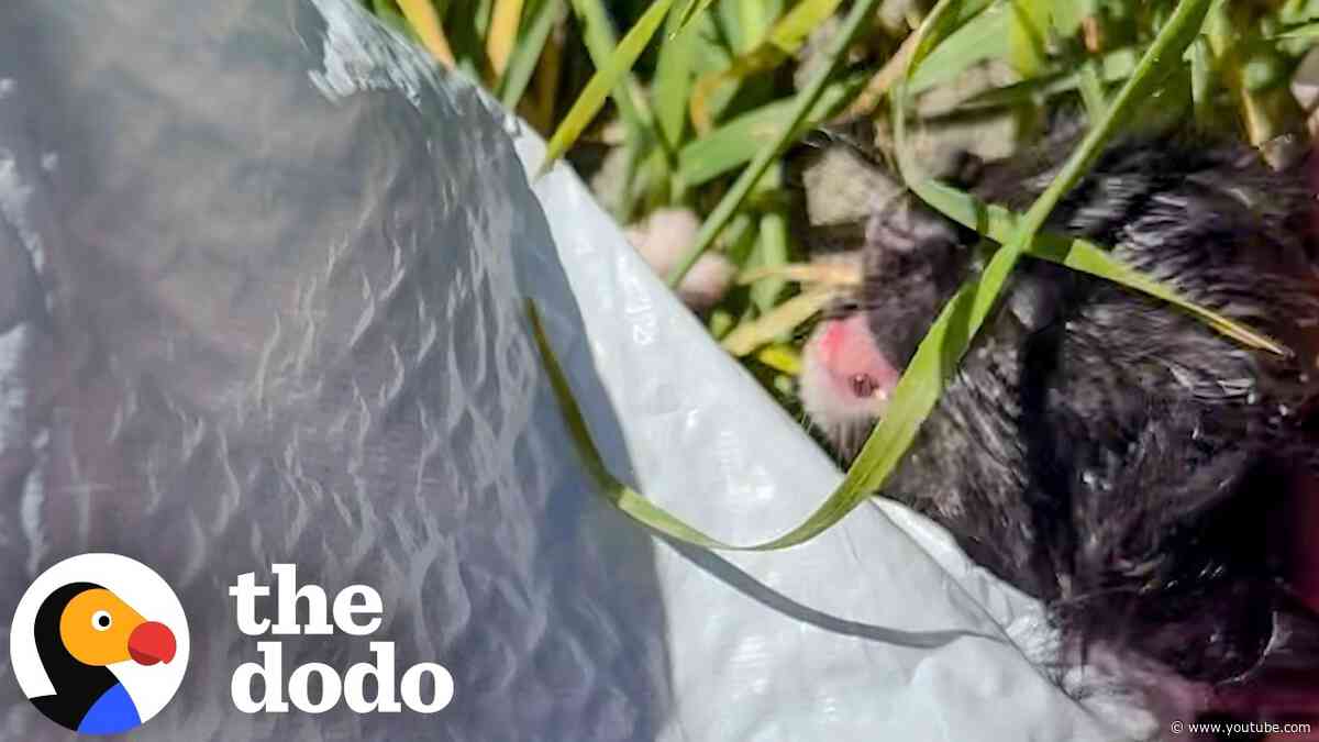 This Trash Bag Was Moving...With Four Newborn Kittens Trapped Inside | The Dodo